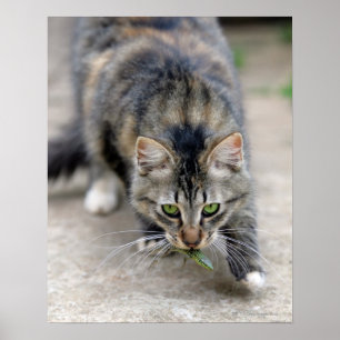 Katze fing eine Eidechse Poster