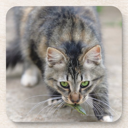 Katze fing eine Eidechse Untersetzer (Vorderseite)