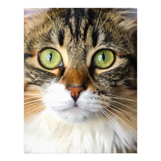 Katze Fotodruck (Vorne)