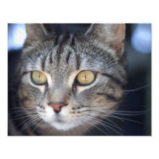 Katze Fotodruck (Vorne)