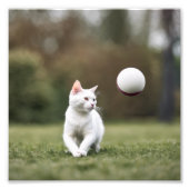 Katze Fotodruck (Vorne)