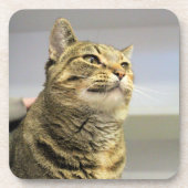 Katze Getränkeuntersetzer (Vorderseite)
