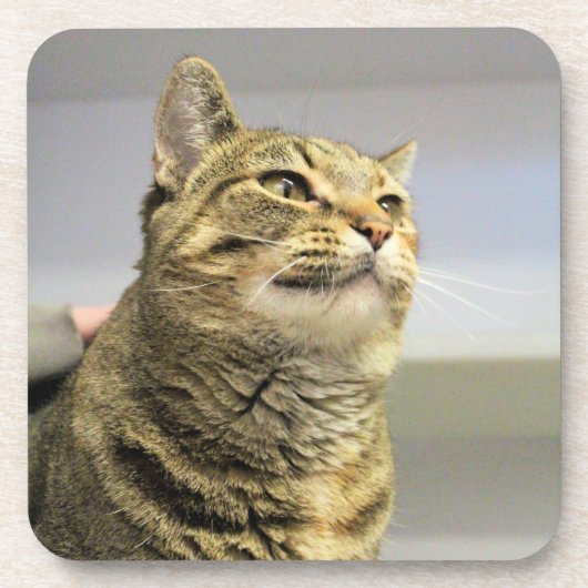 Katze Getränkeuntersetzer (Vorderseite)