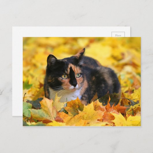 Katze Glückskatze tricolor schildpatt im Herbst Postkarte (Vorne/Hinten)