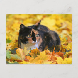 Katze Glückskatze tricolor schildpatt im Herbst Postkarte