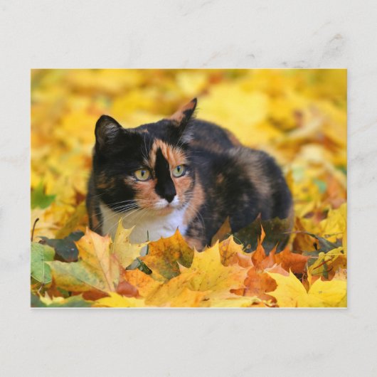 Katze Glückskatze tricolor schildpatt im Herbst Postkarte (Vorderseite)