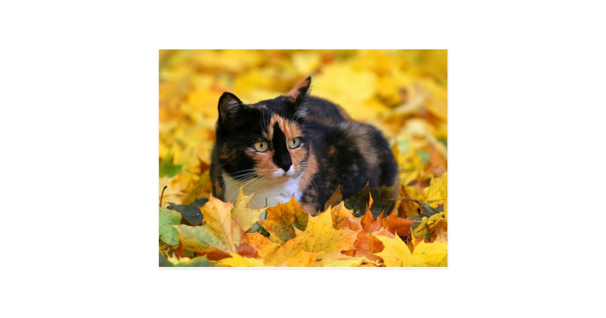 Katze Gluckskatze Tricolor Schildpatt Im Herbst Postkarte Zazzle De