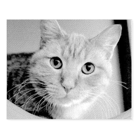 Katze Gummistempel (Prägung)