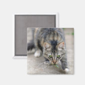 Katze hat eine Eidechse gefangen Magnet (Vorderseite/Rückseite)