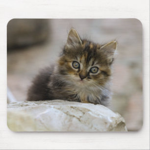 Katze, Hauskatze, Haustier Mousepad