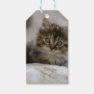 Katze, Hauskatze, Tier Geschenkanhänger