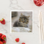 Katze, Hauskatze, Tier Serviette (Beispiel)