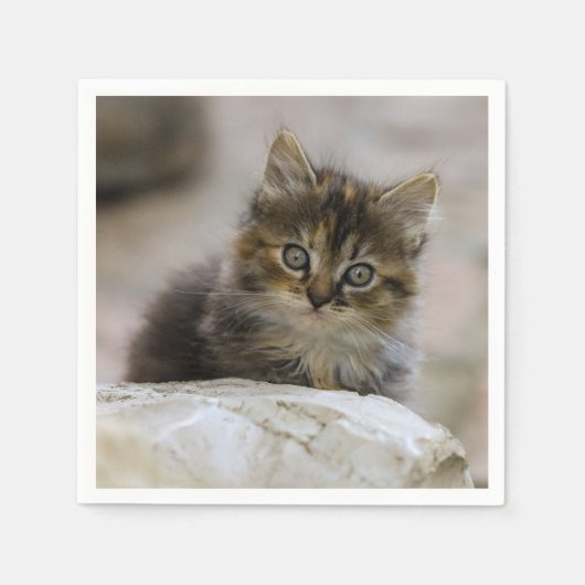 Katze, Hauskatze, Tier Serviette (Vorderseite)
