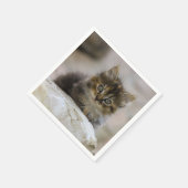 Katze, Hauskatze, Tier Serviette (Ecke)
