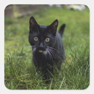Katze, Haustier, Feline Quadratischer Aufkleber