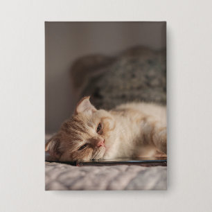 Katze, Haustier, Kätzchen Button