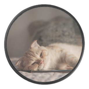 Katze, Haustier, Kätzchen Eishockey Puck