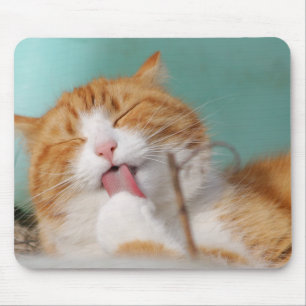 Katze, Haustier, lecken, Tier Mousepad