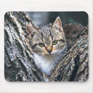 Katze, Haustier, Natur Mousepad