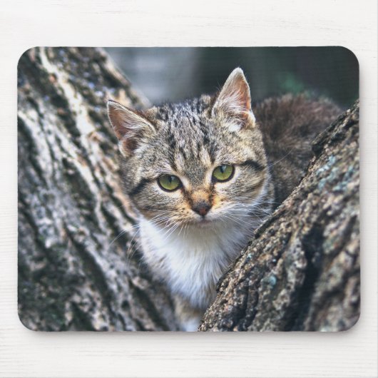 Katze, Haustier, Natur Mousepad (Vorne)