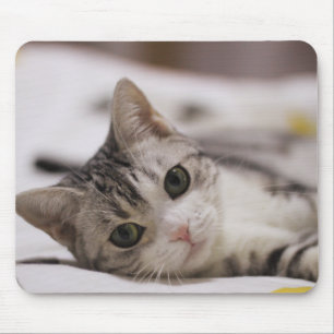Katze, Haustier, Natur Mousepad