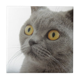Katze Haustier Tier Mürrisch Stirnrunzeln Frieden  Fliese