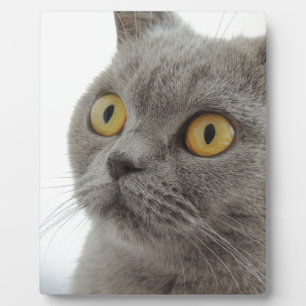 Katze Haustier Tier Mürrisch Stirnrunzeln Frieden Fotoplatte