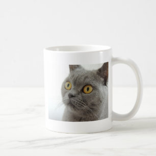 Katze Haustier Tier Mürrisch Stirnrunzeln Frieden Kaffeetasse
