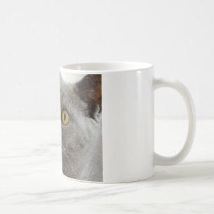 Katze Haustier Tier Mürrisch Stirnrunzeln Frieden Kaffeetasse