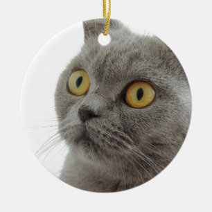 Katze Haustier Tier Mürrisch Stirnrunzeln Frieden Keramikornament