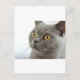 Katze Haustier Tier Mürrisch Stirnrunzeln Frieden Postkarte