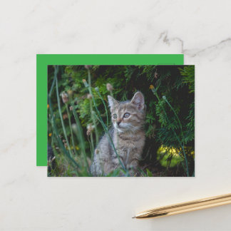 Katze - Haustiere Karte