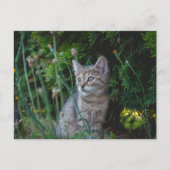 Katze - Haustiere Karte (Vorderseite)