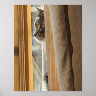 Katze hinter Vorhang Poster