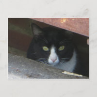 Katze im Abfluss