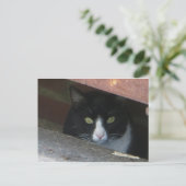 Katze im Abfluss Postkarte (Stehend Vorderseite)