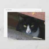 Katze im Abfluss Postkarte (Vorne/Hinten)
