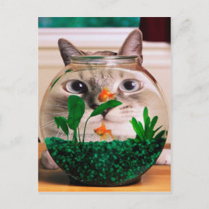 Katze im Aquarium Postkarte