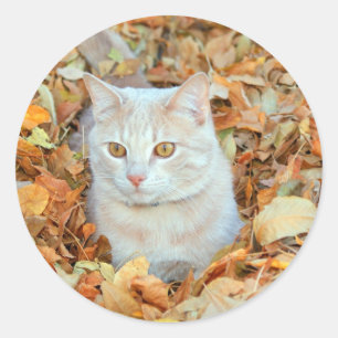 Katze im Blätter Runder Aufkleber