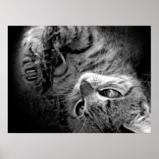 Katze im Dunkeln Poster