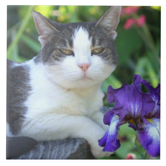 Katze im Garten Fliese (Vorderseite)