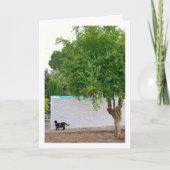 Katze im Gartenportrait Karte (Vorderseite)