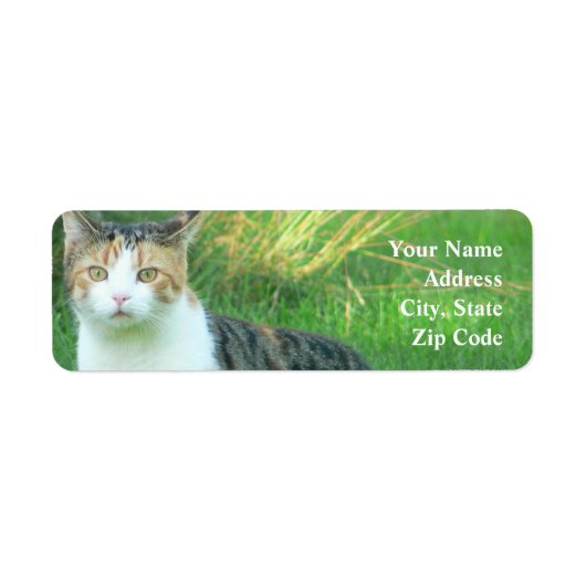 Katze im Gras (Vorne)