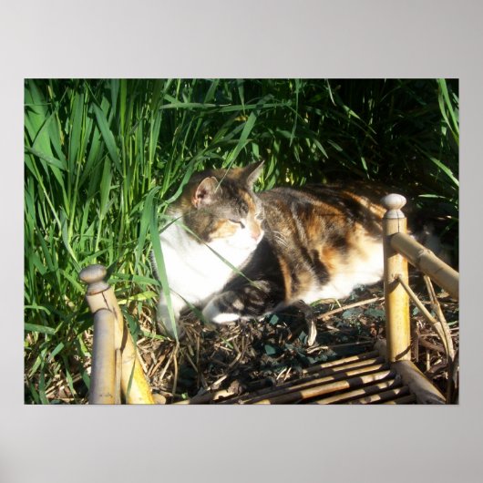 Katze im Gras drucken Poster (Vorne)