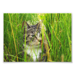Katze im Gras-Foto Fotodruck