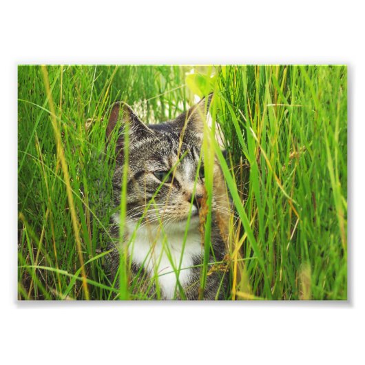 Katze im Gras-Foto Fotodruck (Vorne)