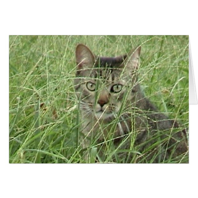 Katze im Gras III (Vorderseite (Horizontal))