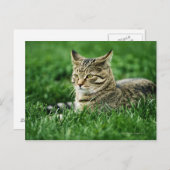 Katze im Gras liegen Postkarte (Vorne/Hinten)