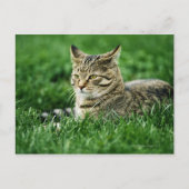 Katze im Gras liegen Postkarte (Vorderseite)
