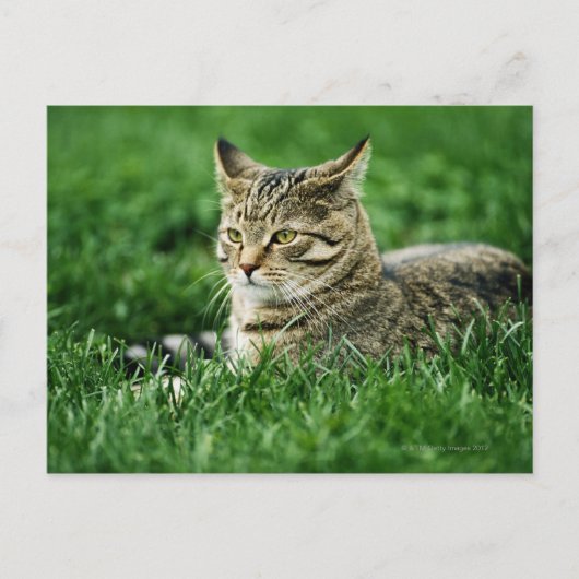 Katze im Gras liegen Postkarte (Vorderseite)